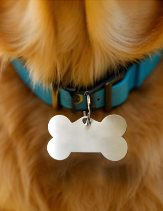Dog collar with a bone-shaped tag on a fluffy dog.